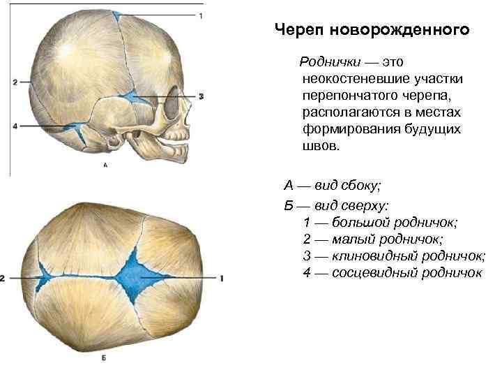 Череп новорожденного Роднички — это неокостеневшие участки перепончатого черепа, располагаются в местах формирования будущих