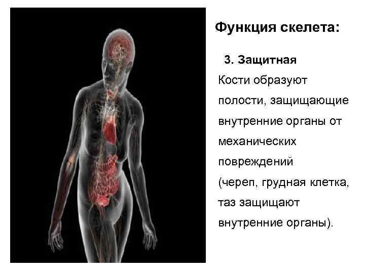 Функция скелета: 3. Защитная Кости образуют полости, защищающие внутренние органы от механических повреждений (череп,