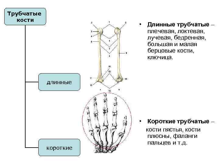 Лучевая трубчатая. Короткие трубчатые кости пястья. Кариоскелет функции. Трубчатые короткие функции. Кариоскелет из чего состоит.