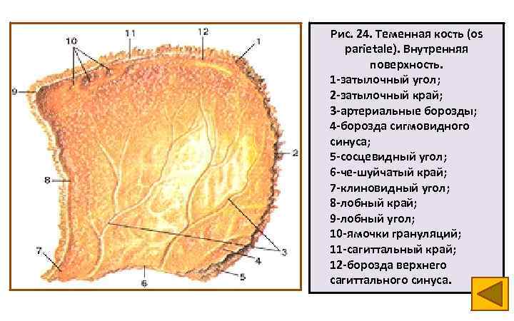 Теменная кость фото