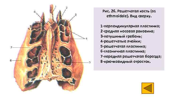 Рис. 26. Решетчатая кость (os ethmoidale). Вид сверху. 1 -перпендикулярная пластинка; 2 -средняя носовая