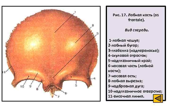 Лобная кость. Надглазничное отверстие лобной кости. Надпереносье (глабелла) лобной кости. Лобная кость надпереносье. Лобная кость надбровные дуги.