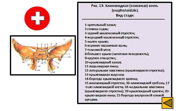 Рис. 19. Клиновидная (основная) кость (ossphenoidale). Вид сзади. 1 -зрительный канал; 2 -спинка седла;