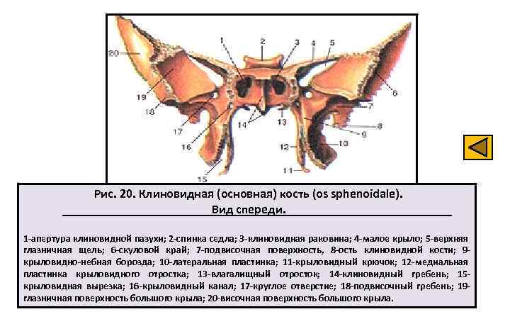 Рис. 20. Клиновидная (основная) кость (os sphenoidale). Вид спереди. 1 -апертура клиновидной пазухи; 2