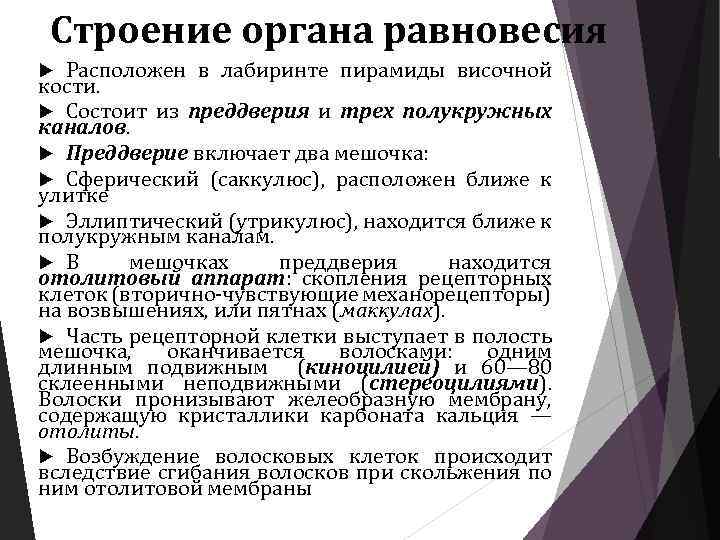 Строение органа равновесия Расположен в лабиринте пирамиды височной кости. Состоит из преддверия и трех