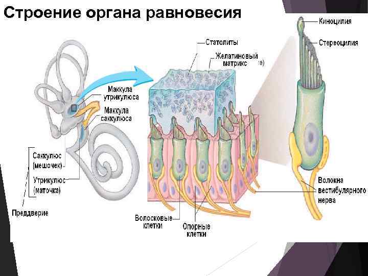 Строение органа равновесия 