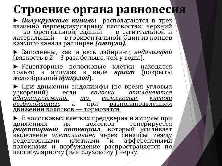 Строение органа равновесия Полукружные каналы располагаются в трех взаимно перпендикулярных плоскостях: верхний — во