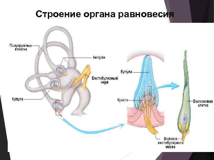 Центр к органы