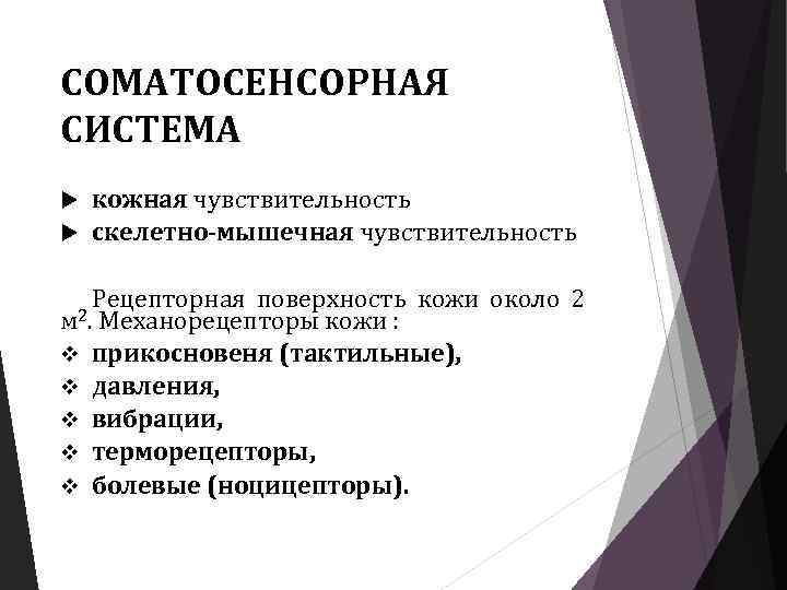 СОМАТОСЕНСОРНАЯ СИСТЕМА кожная чувствительность скелетно-мышечная чувствительность Рецепторная поверхность кожи около 2 Механорецепторы кожи :