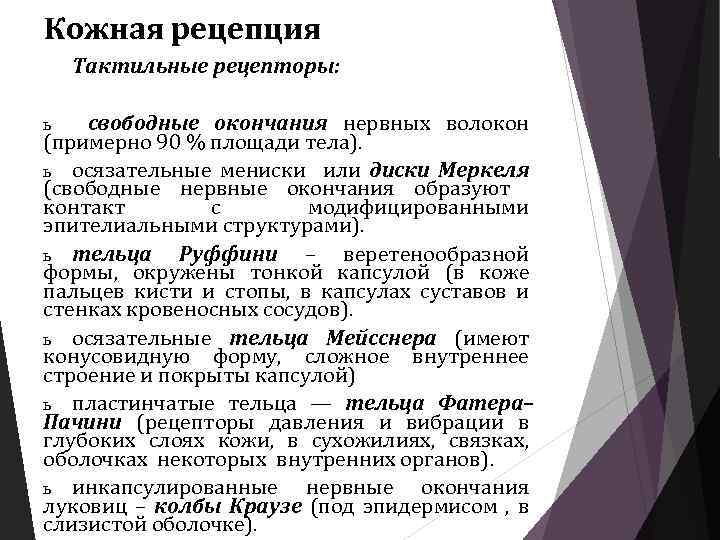 Кожная рецепция Тактильные рецепторы: свободные окончания нервных волокон (примерно 90 % площади тела). ь