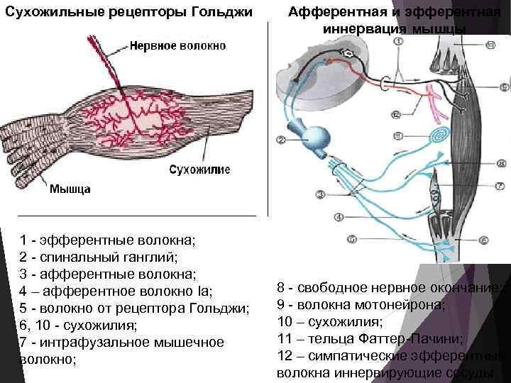 Сухожильные рецепторы Гольджи 1 - эфферентные волокна; 2 - спинальный ганглий; 3 - афферентные