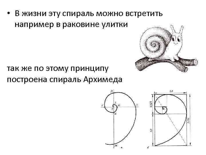  • В жизни эту спираль можно встретить например в раковине улитки так же