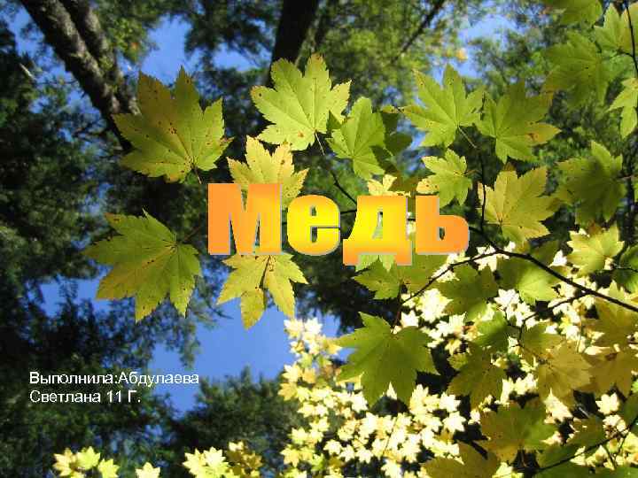 Выполнила: Абдулаева Светлана 11 Г. 