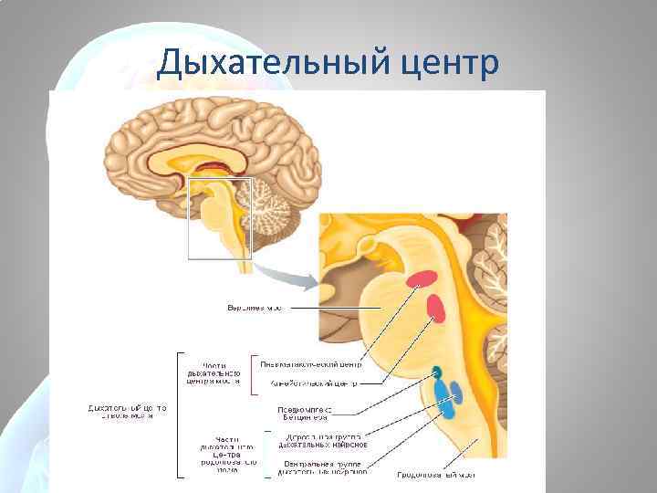 Дыхательный центр 
