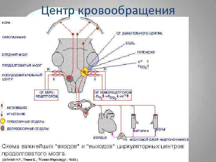 Центр кровообращения 