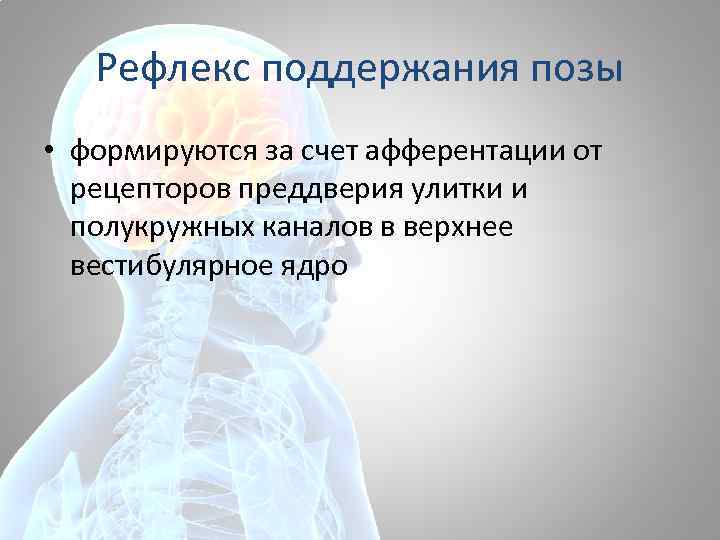Рефлекс поддержания позы • формируются за счет афферентации от рецепторов преддверия улитки и полукружных