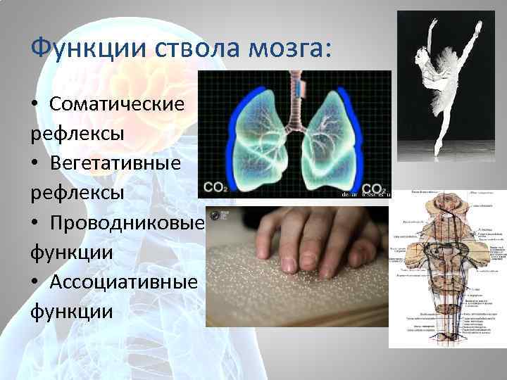 Функции ствола мозга: • Соматические рефлексы • Вегетативные рефлексы • Проводниковые функции • Ассоциативные