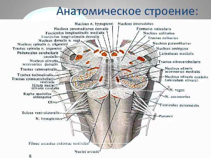 Продолговатый строение анатомия. Внутреннее строение продолговатого мозга анатомия. Продольный срез продолговатого мозга. Внутреннее строение продолговатого мозга схема. Варолиев мост внутреннее строение.