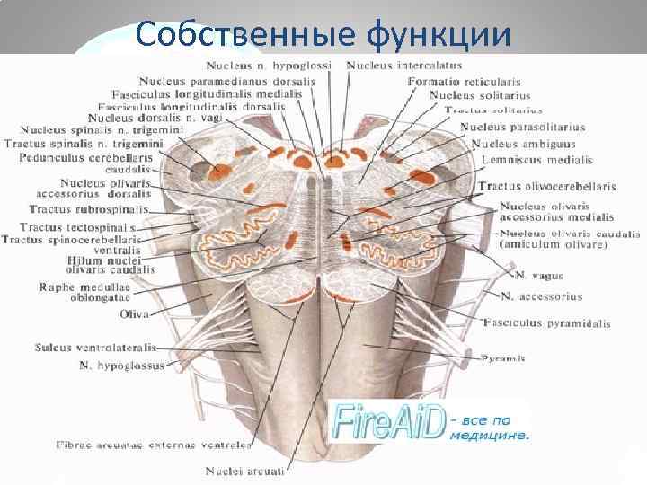 Строение продолговатого мозга на поперечном срезе ядра и проводящие пути схема