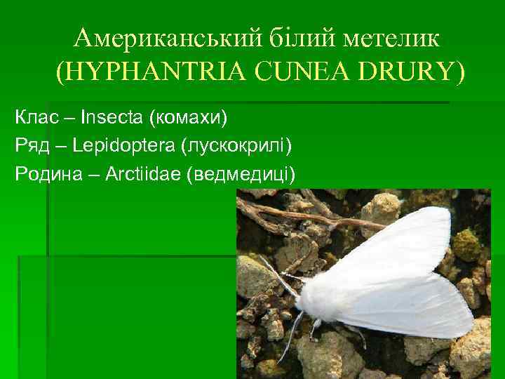Американський білий метелик (HYPHANTRIA CUNEA DRURY) Клас – Insecta (комахи) Ряд – Lepidoptera (лускокрилі)