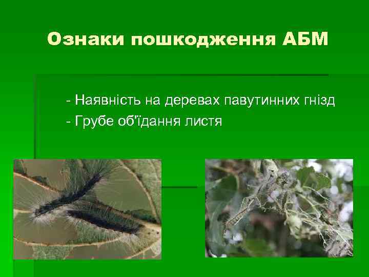 Ознаки пошкодження АБМ - Наявність на деревах павутинних гнізд - Грубе об'їдання листя 
