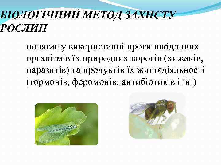 БІОЛОГІЧНИЙ МЕТОД ЗАХИСТУ РОСЛИН полягає у використанні проти шкідливих організмів їх природних ворогів (хижаків,