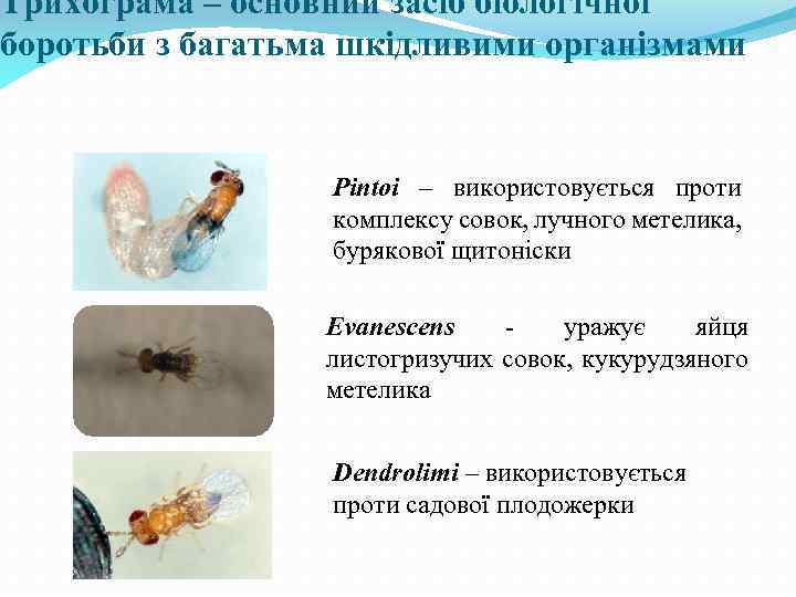 Трихограма – основний засіб біологічної боротьби з багатьма шкідливими організмами Pintoi – використовується проти