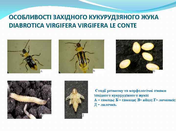 ОСОБЛИВОСТІ ЗАХІДНОГО КУКУРУДЗЯНОГО ЖУКА DIABROTICA VIRGIFERA LE CONTE Стадії розвитку та морфологічні ознаки західного