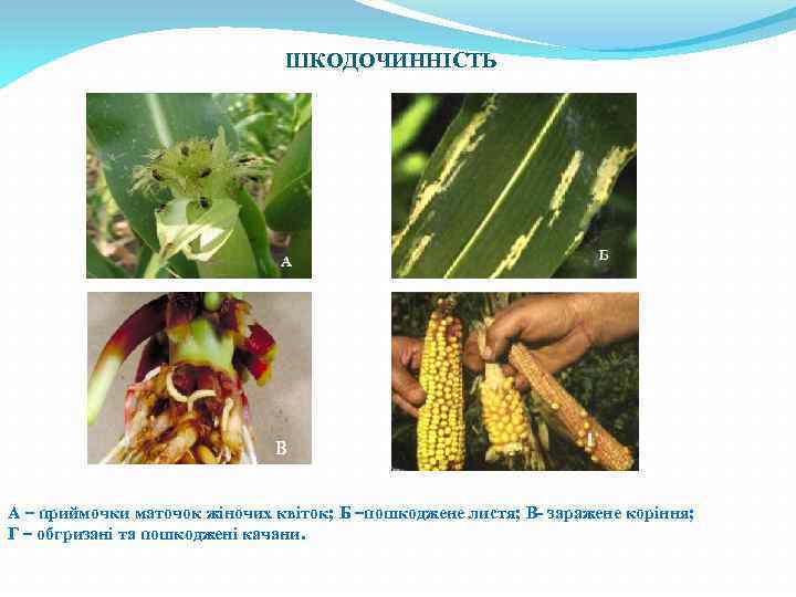 ШКОДОЧИННІСТЬ А – приймочки маточок жіночих квіток; Б –пошкоджене листя; В- заражене коріння; Г