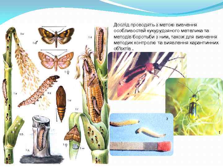 Дослід проводять з метою вивчення особливостей кукурудзяного метелика та методів боротьби з ним, також