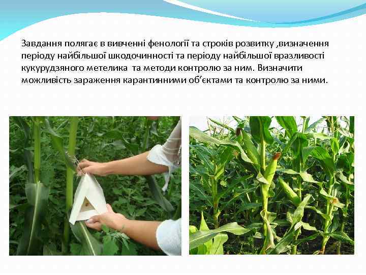 Завдання полягає в вивченні фенології та строків розвитку , визначення періоду найбільшої шкодочинності та