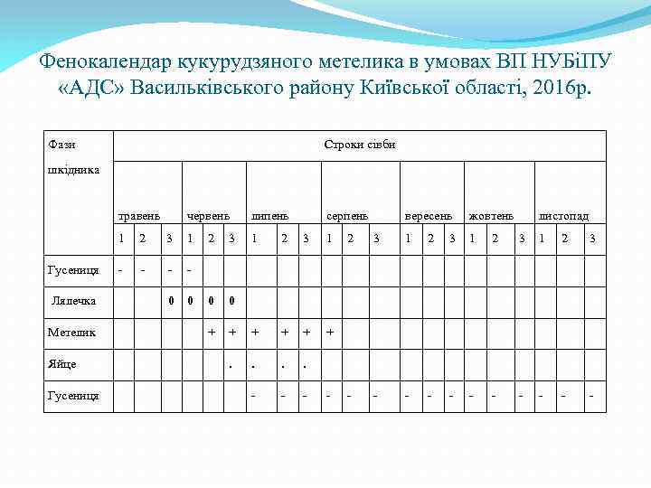 Фенокалендар кукурудзяного метелика в умовах ВП НУБіПУ «АДС» Васильківського району Київської області, 2016 р.