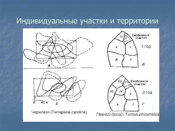 Индивидуальные участки и территории 