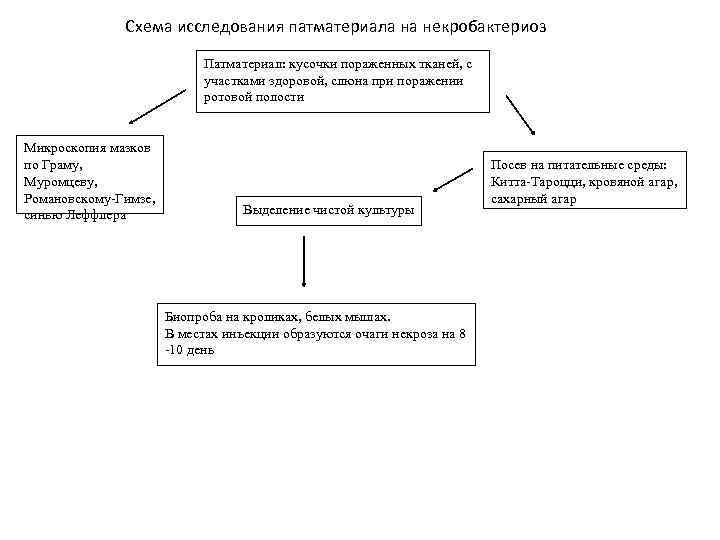 Схема исследования животных