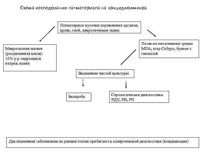 Схема исследования животных