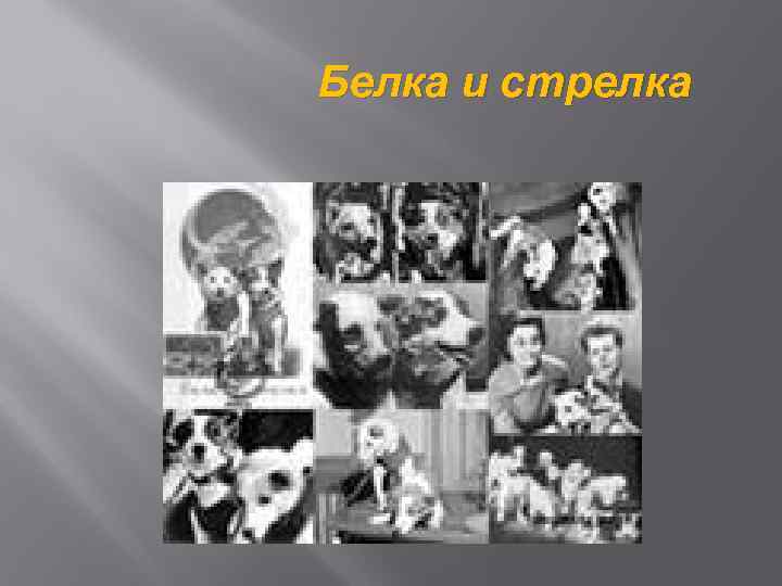 Белка и стрелка 