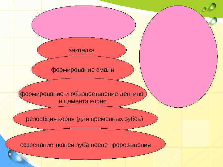 закладка формирование эмали формирование и обызвествление дентина и цемента корня резорбция корня (для временных