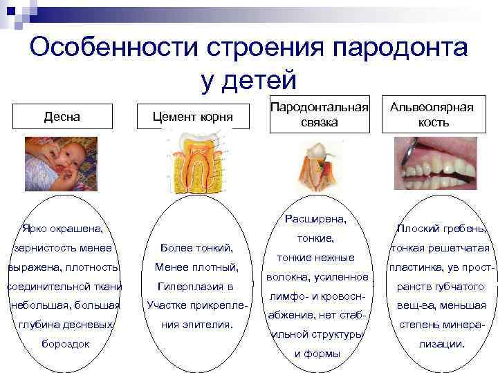 Профилактика заболеваний пародонта. Особенности строения пародонта у детей. Особенности строения десны у детей. Особенности строения десен. Особенности строения тканей пародонта у детей.