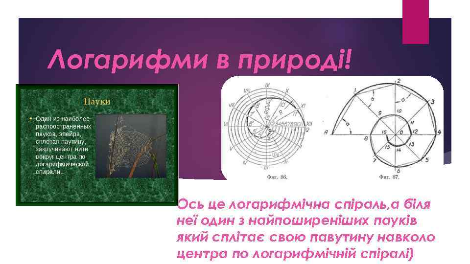 Логарифми в природі! Ось це логарифмічна спіраль, а біля неї один з найпоширеніших пауків