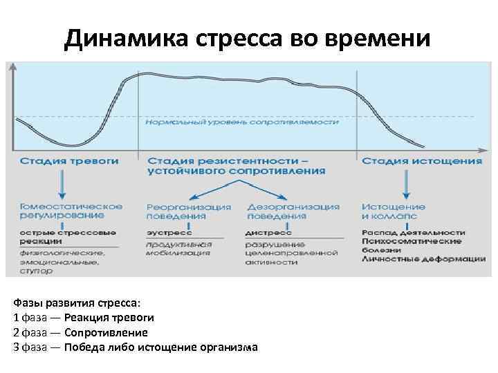 Развитие стресса схема