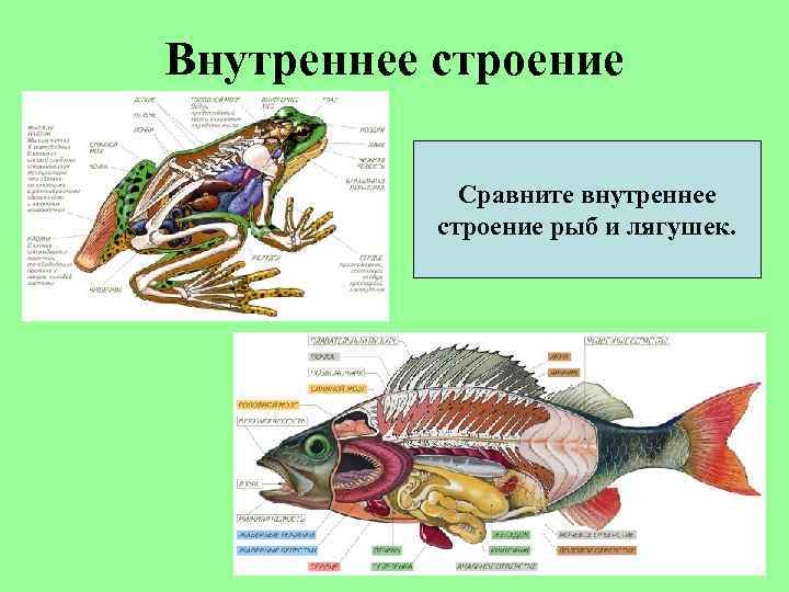 Внутреннее строение Сравните внутреннее строение рыб и лягушек. 