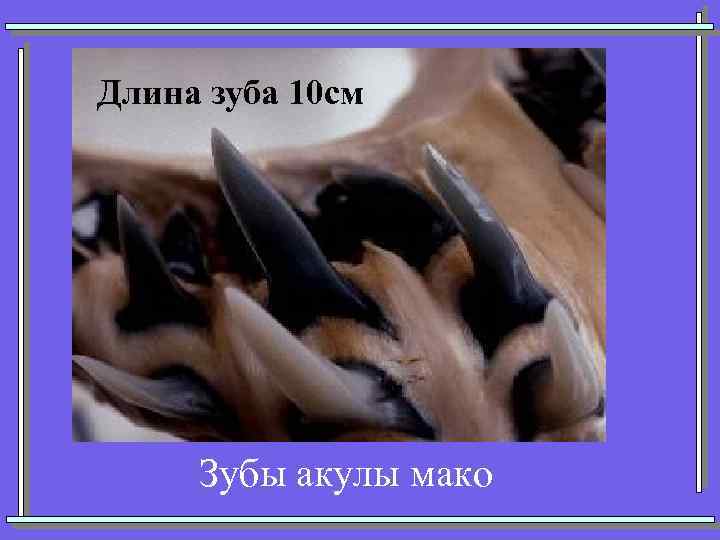 Длина зуба 10 см Зубы акулы мако 