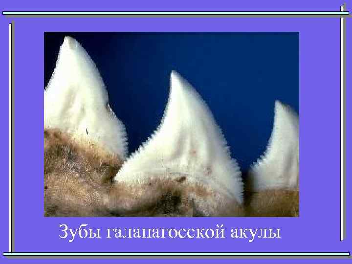 Зубы галапагосской акулы 