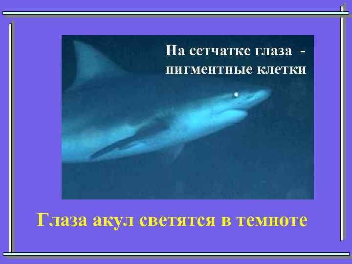 На сетчатке глаза пигментные клетки Глаза акул светятся в темноте 