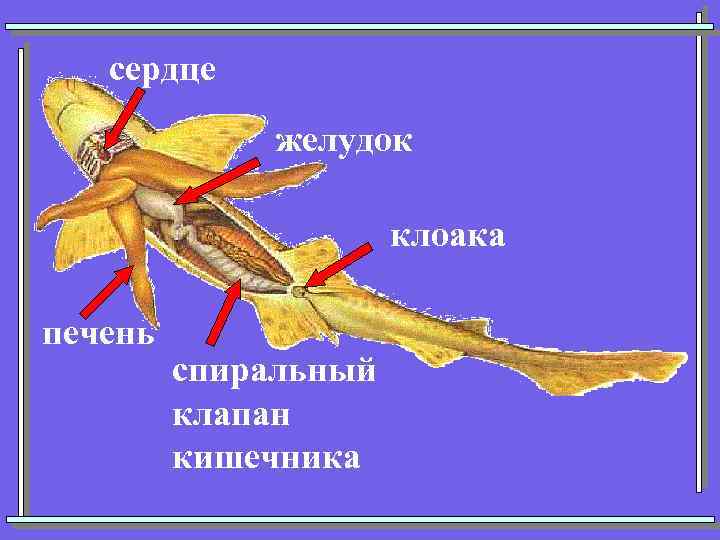 сердце желудок клоака печень спиральный клапан кишечника 