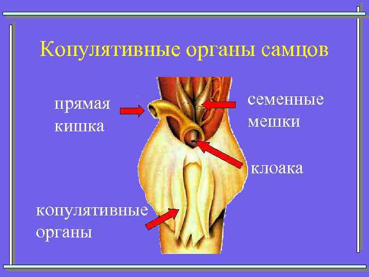 Копулятивные органы самцов прямая кишка семенные мешки клоака копулятивные органы 