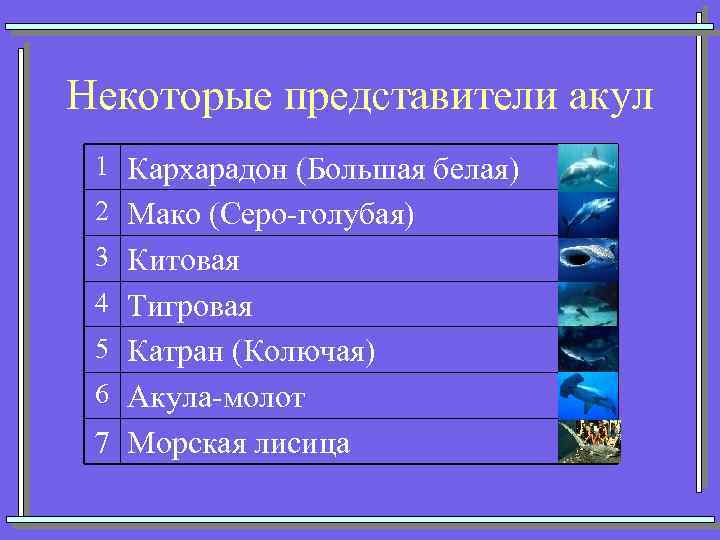Некоторые представители акул 1 Кархарадон (Большая белая) 2 Мако (Серо-голубая) 3 Китовая 4 Тигровая