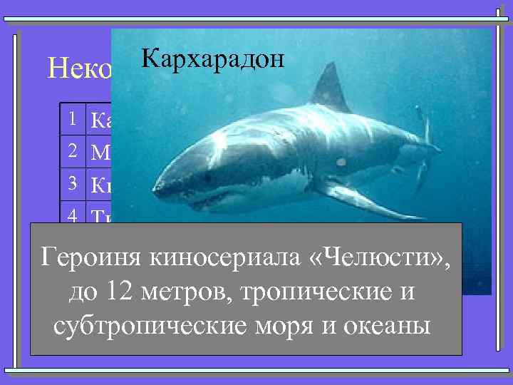 Кархарадон Некоторые представители акул 1 Кархарадон (Большая белая) 2 Мако (Серо-голубая) 3 Китовая 4