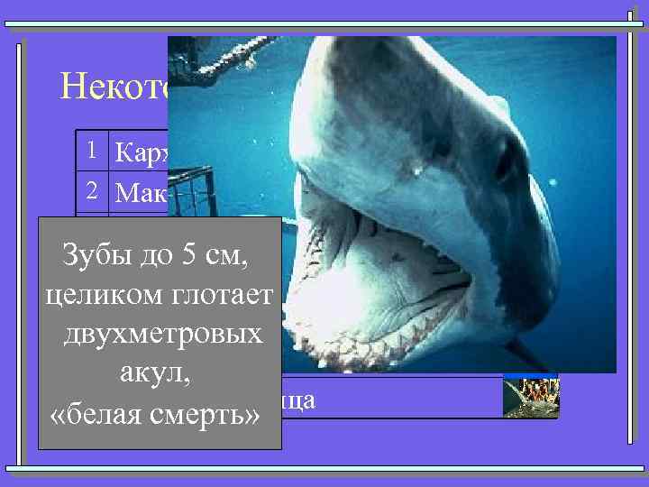 Некоторые представители акул 1 Кархарадон (Большая белая) 2 Мако (Серо-голубая) 3 Китовая Зубы до