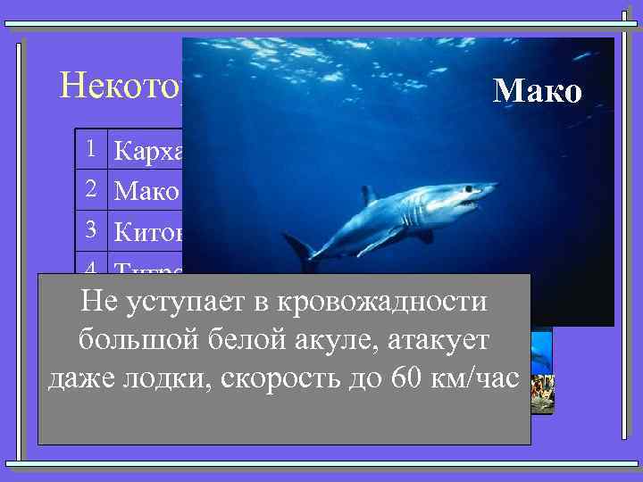 Некоторые представители. Мако акул 1 Кархарадон (Большая белая) 2 Мако (Серо-голубая) 3 Китовая 4